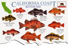 Load image into Gallery viewer, California Coast Rockfish