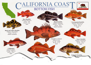 California Coast Rockfish