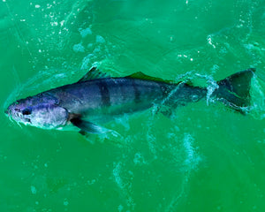 Video-DVD White Seabass Seminar
